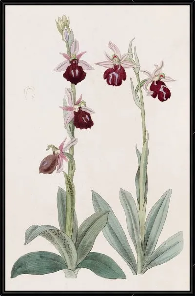 Картина Греческий Офрис (1815-1819)