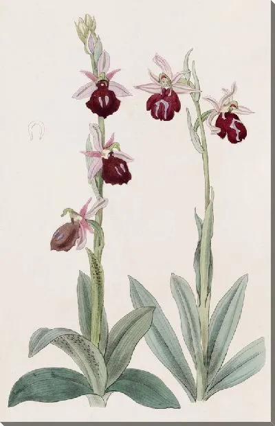 Картина Греческий Офрис (1815-1819)