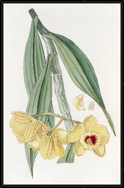 Картина Дендробиум золотоцветковый (1815-1819)