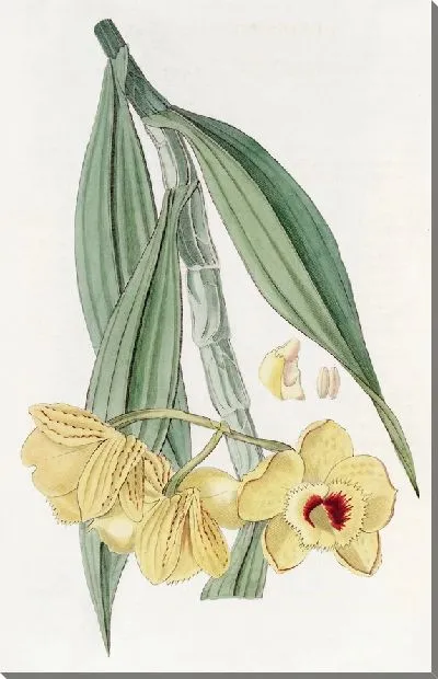 Картина Дендробиум золотоцветковый (1815-1819)