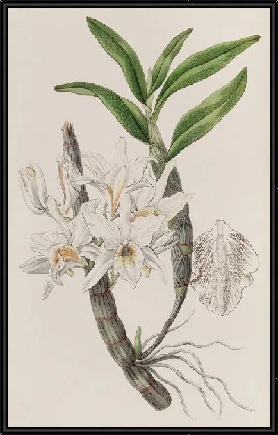 Картина Дендробиум золотоцветковый. (1815-1819)