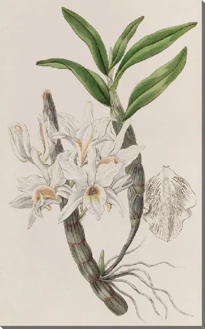 Картина Дендробиум золотоцветковый. (1815-1819)