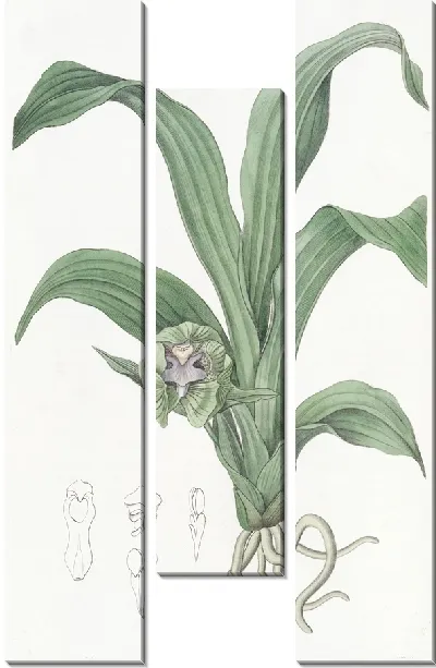 Картина Зеленая Максиллярия (1815-1819)