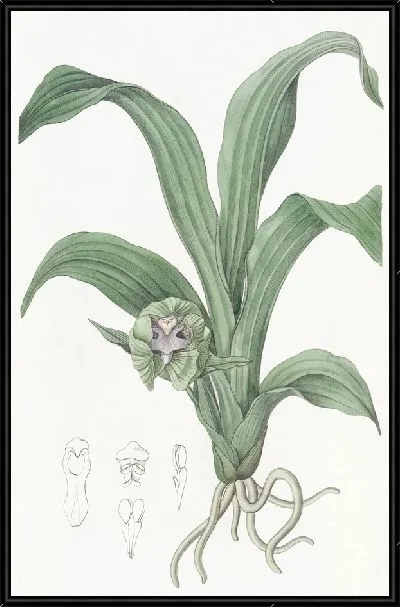 Картина Зеленая Максиллярия (1815-1819)