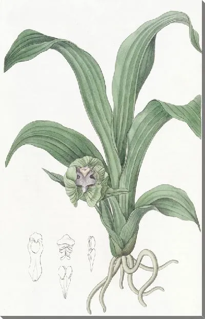 Картина Зеленая Максиллярия (1815-1819)