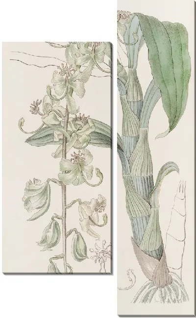 Картина Зелёная Эгертонская лебединая шея (1815-1819)