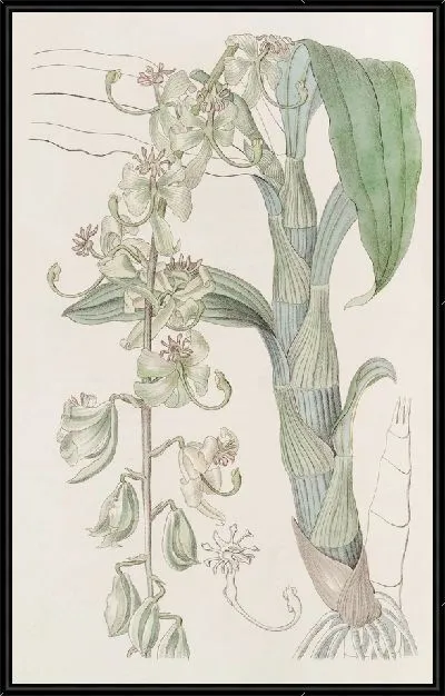 Картина Зелёная Эгертонская лебединая шея (1815-1819)