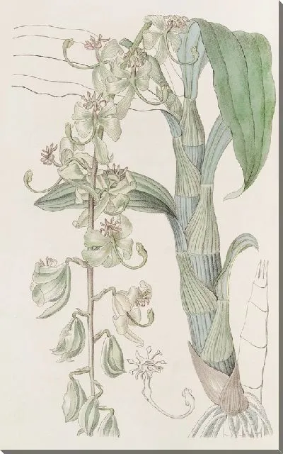 Картина Зелёная Эгертонская лебединая шея (1815-1819)