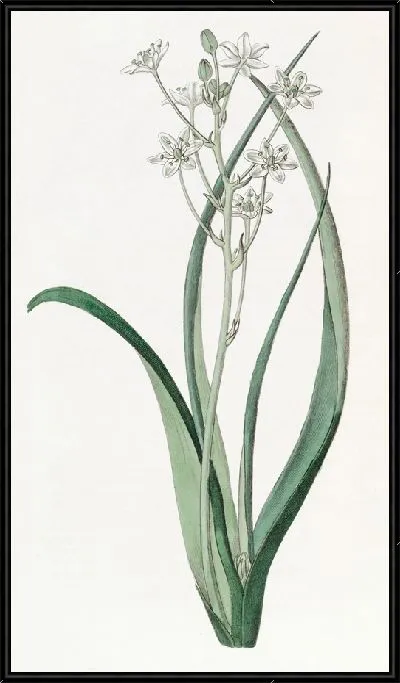 Картина Зелено-белый орнитогалум (1815-1819)