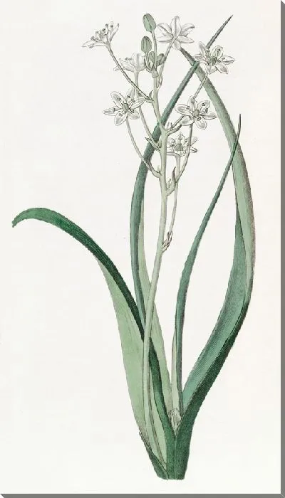 Картина Зелено-белый орнитогалум (1815-1819)