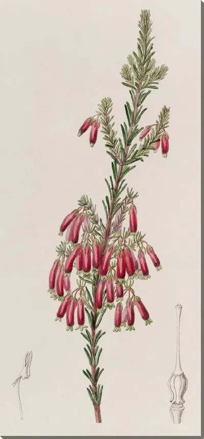 Картина Зеленоконечная пустошь (1815-1819)