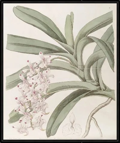 Картина Зеленолистный Аировый завод (1815-1819)