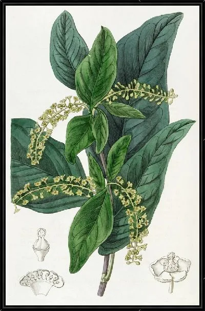 Картина Зеленый приморский виноград (1815-1819)