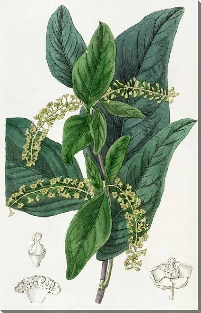 Картина Зеленый приморский виноград (1815-1819)