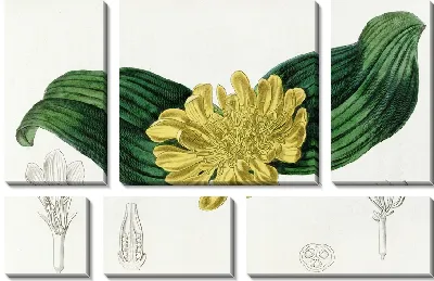 Картина Золотая Добеня (1815-1819)