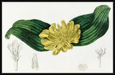 Картина Золотая Добеня (1815-1819)