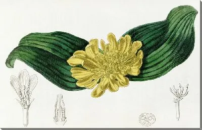 Картина Золотая Добеня (1815-1819)