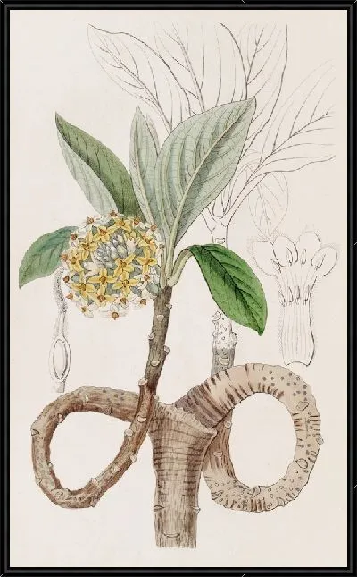 Картина Золотая Эджвортия (1815-1819)