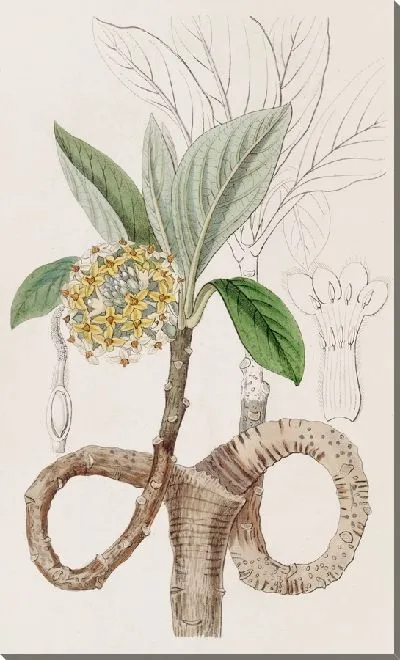 Картина Золотая Эджвортия (1815-1819)