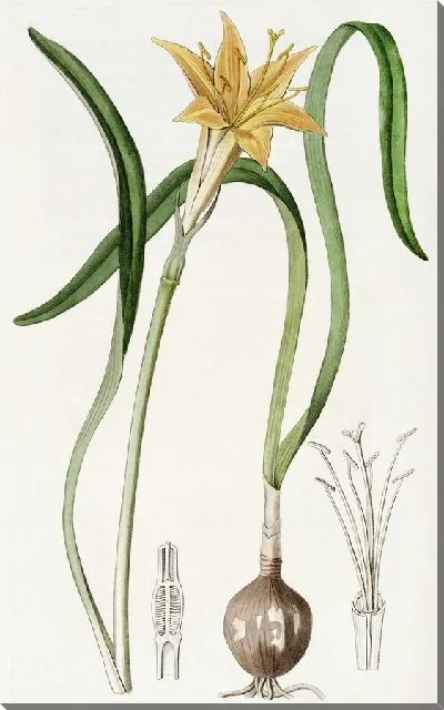 Картина Золотое пламя-лилия (1815-1819)