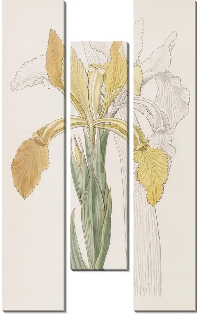 Картина Золотой Ирис (1815-1819)