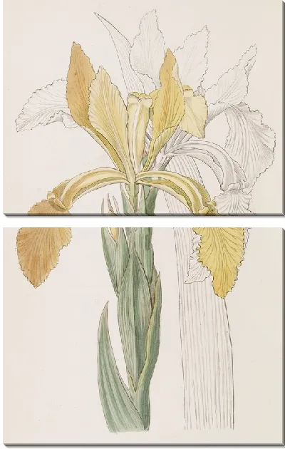 Картина Золотой Ирис (1815-1819)