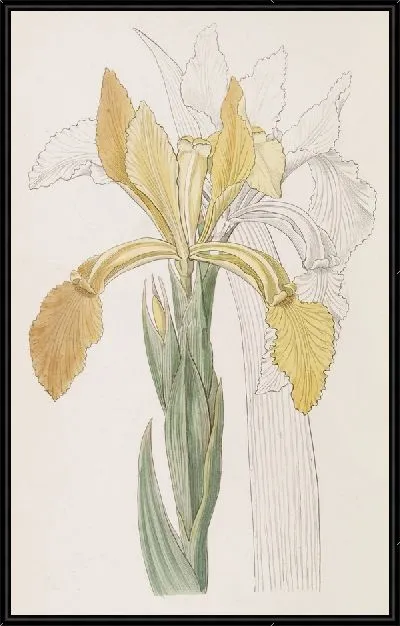 Картина Золотой Ирис (1815-1819)