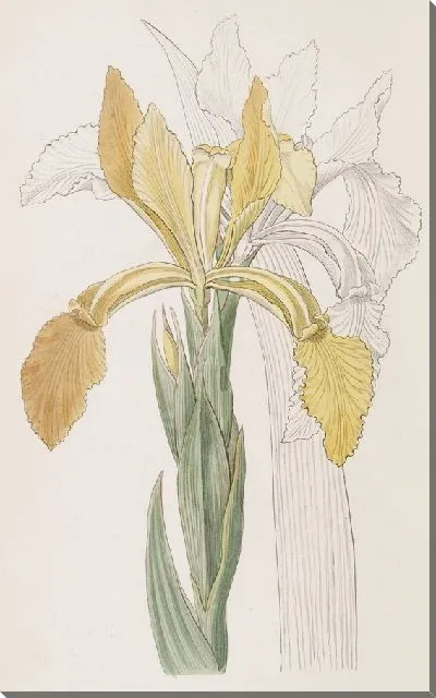Картина Золотой Ирис (1815-1819)