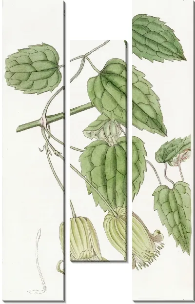 Картина Клематисы с зелеными цветками (1815-1819)