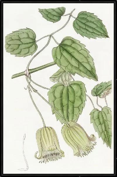 Картина Клематисы с зелеными цветками (1815-1819)