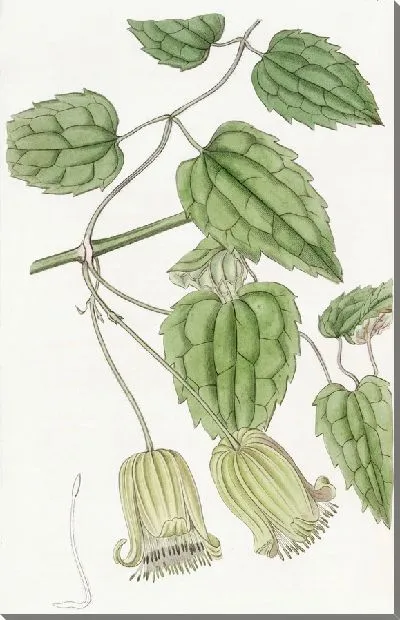 Картина Клематисы с зелеными цветками (1815-1819)