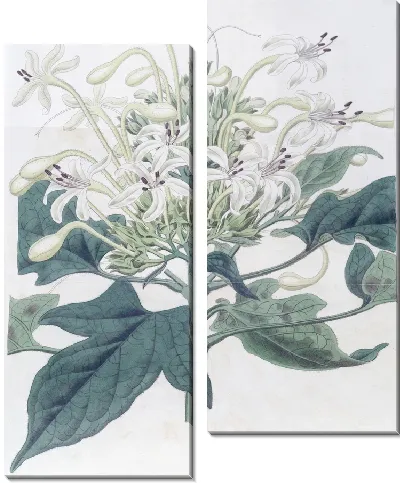 Картина Клеродендрон алебардолистный (1815-1819)