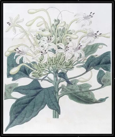 Картина Клеродендрон алебардолистный (1815-1819)