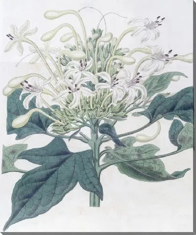 Картина Клеродендрон алебардолистный (1815-1819)