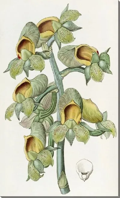 Картина Ковш с зелеными цветами (1815-1819)