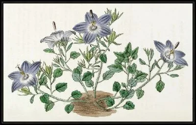 Картина Колокольчик ломкий волосатый (1815-1819)