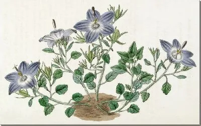 Картина Колокольчик ломкий волосатый (1815-1819)