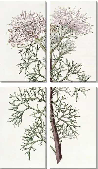 Картина Красавец Исопогон (1815-1819)
