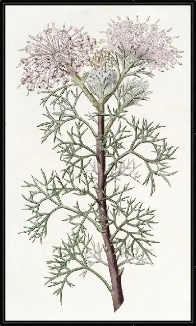 Картина Красавец Исопогон (1815-1819)