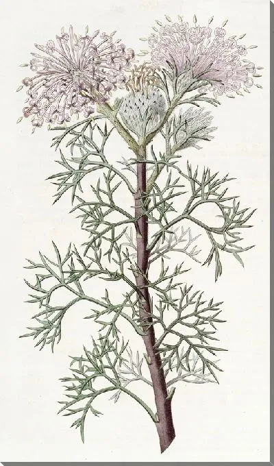 Картина Красавец Исопогон (1815-1819)