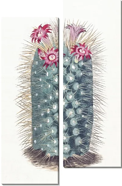Картина Красавец Маммиллярия (1815-1819)