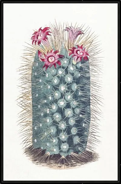 Картина Красавец Маммиллярия (1815-1819)
