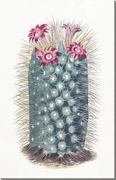 Картина Красавец Маммиллярия (1815-1819)