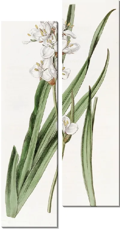 Картина Красавчик Либертия (1815-1819)