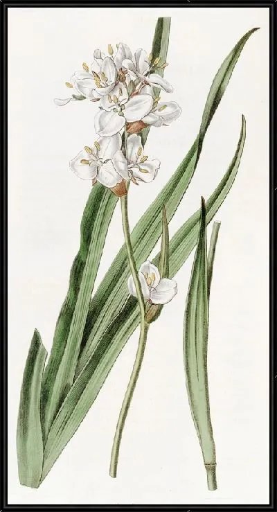 Картина Красавчик Либертия (1815-1819)