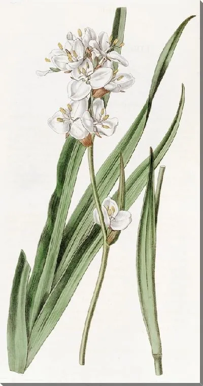 Картина Красавчик Либертия (1815-1819)