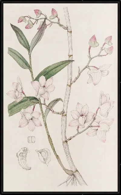 Картина Крючок Дендроба (1815-1819)