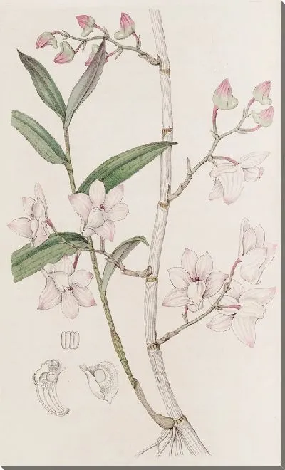 Картина Крючок Дендроба (1815-1819)