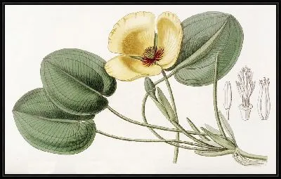 Картина Лимнохарис Гумбольдта (1815-1819)