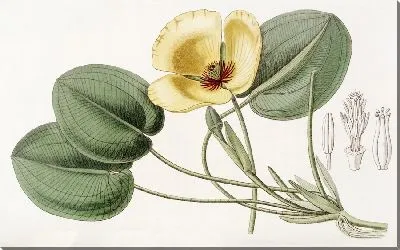 Картина Лимнохарис Гумбольдта (1815-1819)